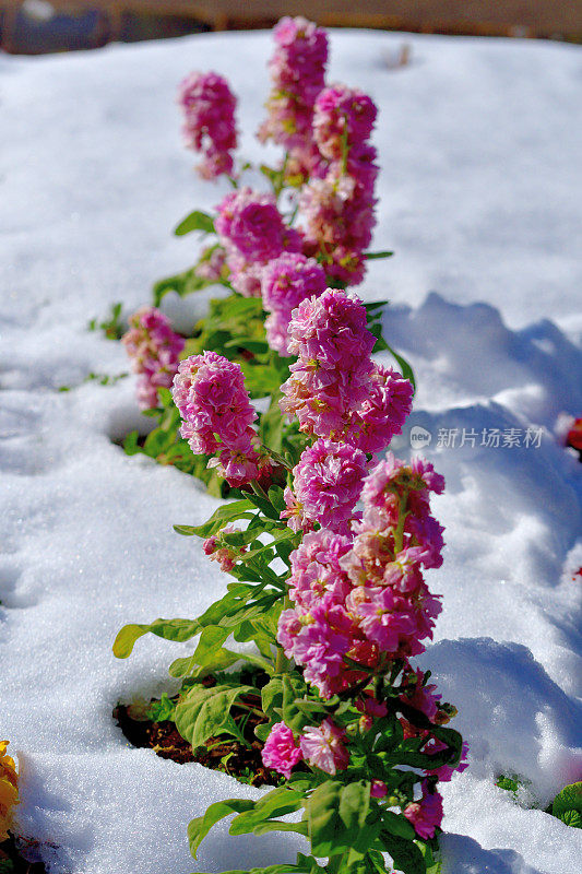 冬天的花与雪:砧木花/ Matthiola incana